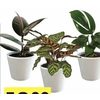 Premium Tropical Plants in 6" Decor Pot - $12.99