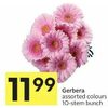 Gerbera - $11.99