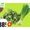 Green Onions Cilantro Bunch  - $0.88