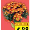 6” Point Pelee Potted Mums - $6.88