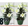 Easter Lily - $8.99